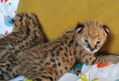 dostupni mačići serval i karakal