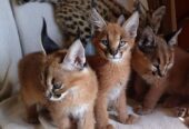 serval, savannah i caracal mačići dostupni