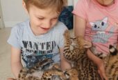 serval, savannah i caracal mačići dostupni