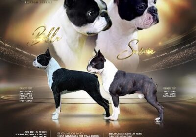 1-Boston-terrier-KA0524