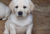 Labrador retriver