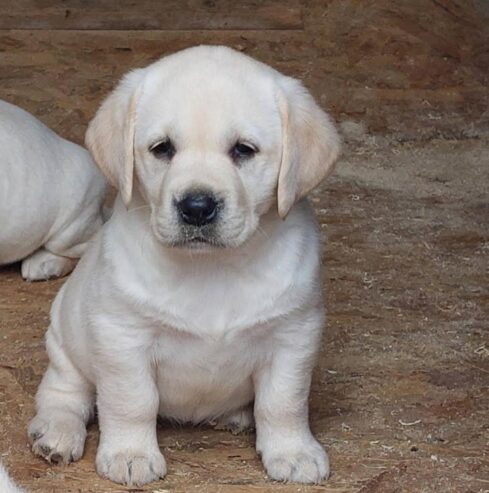 Labrador retriver