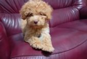 Maltipoo