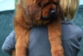 Tibetski Mastif štenci na prodaju!