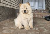 Chow Chow muzjaci