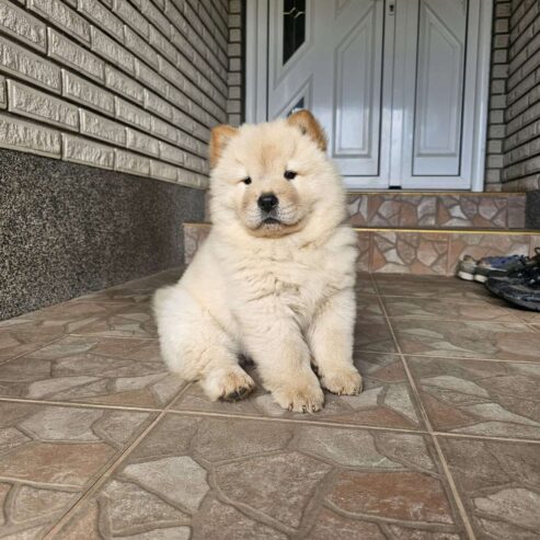 Chow Chow muzjaci