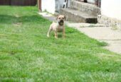 Juznoafricki Mastif, Boerboel