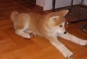 Japanska AKITA INU