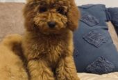 Toj pudla (Toy Poodle)