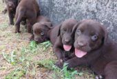 Labrador retriver, čokoladno leglo