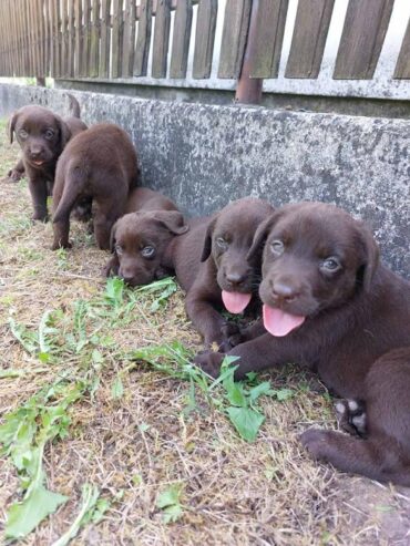 Labrador retriver, čokoladno leglo