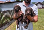 Labrador retriver, čokoladno leglo