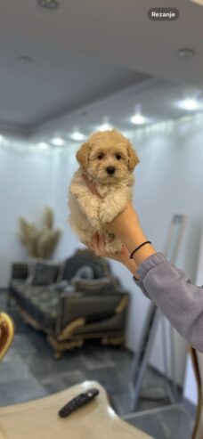 Maltipoo vrhinske genetike