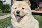 Chow Chow muzjaci