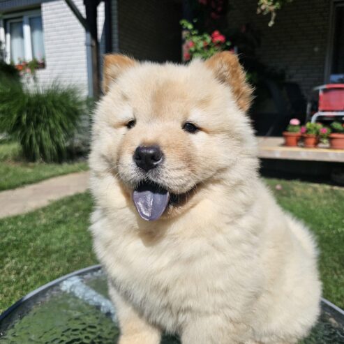 Chow Chow muzjaci