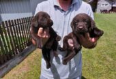 Labrador retriver, čokoladno leglo