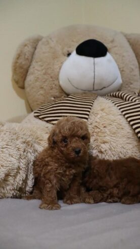 Mini Poodle