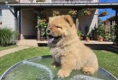 Chow Chow muzjaci