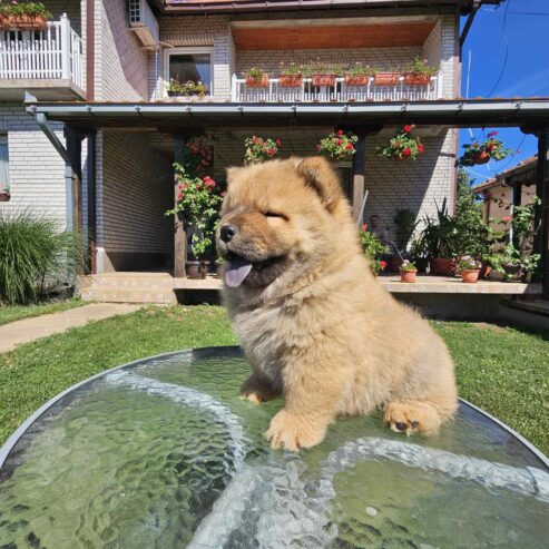 Chow Chow muzjaci