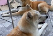 Japanska AKITA INU