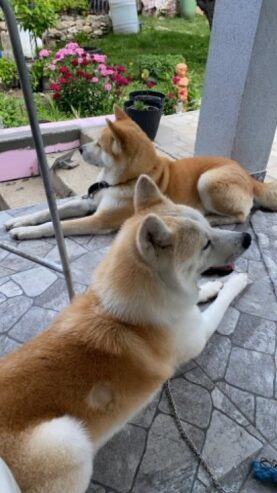 Japanska AKITA INU