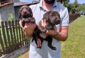 Labrador retriver, čokoladno leglo