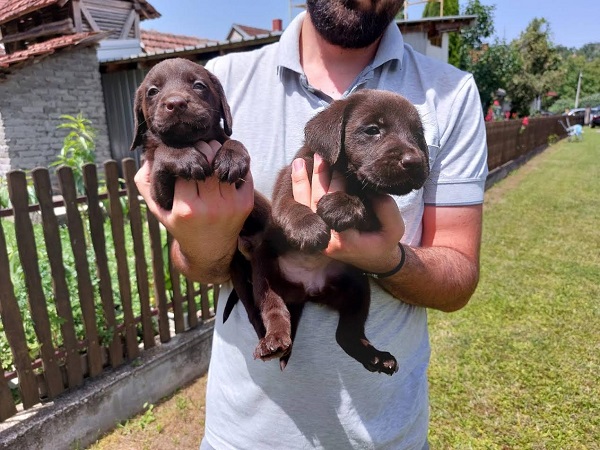 Labrador retriver, čokoladno leglo