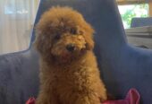 Toj pudla (Toy Poodle)