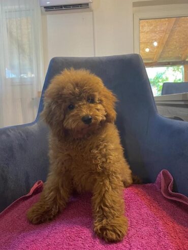 Toj pudla (Toy Poodle)