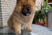 Chow Chow muzjaci