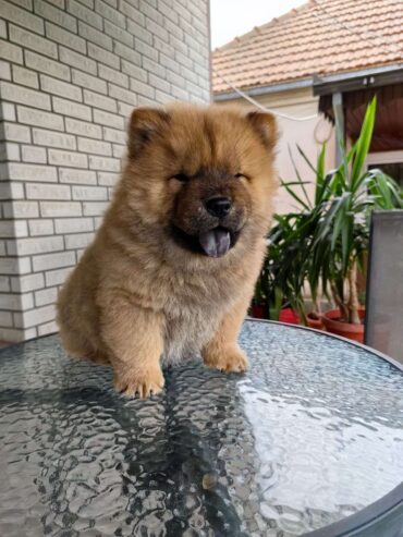 Chow Chow muzjaci