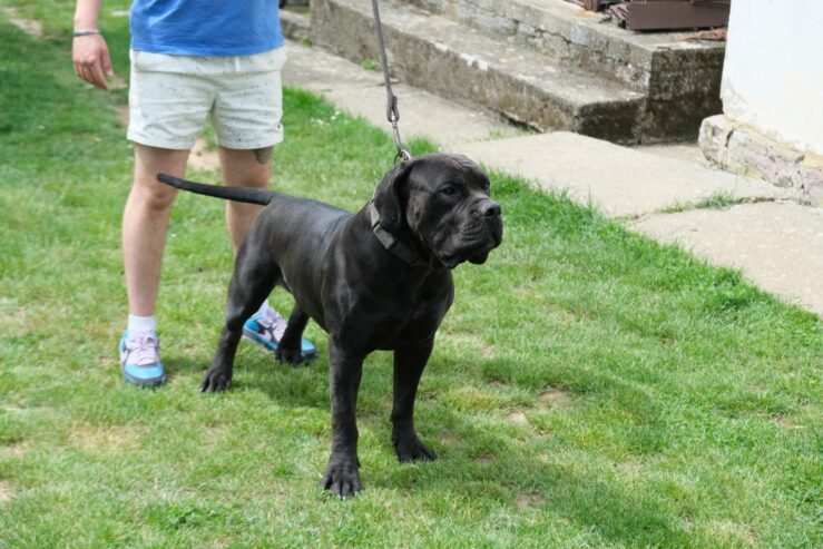 Juznoafricki Mastif, Boerboel