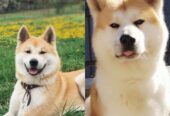 Japanska AKITA INU