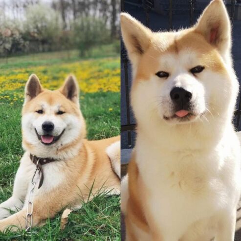 Japanska AKITA INU