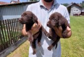 Labrador retriver, čokoladno leglo