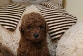 Mini Poodle