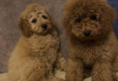 Toj pudla (Toy Poodle)