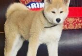 Japanska AKITA INU