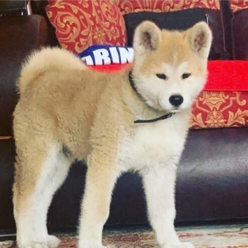 Japanska AKITA INU