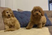 Toj pudla (Toy Poodle)