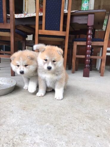 Japanska AKITA INU