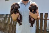 Labrador retriver, čokoladno leglo