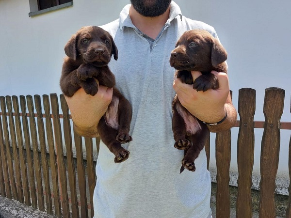 Labrador retriver, čokoladno leglo