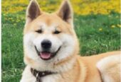 Japanska AKITA INU