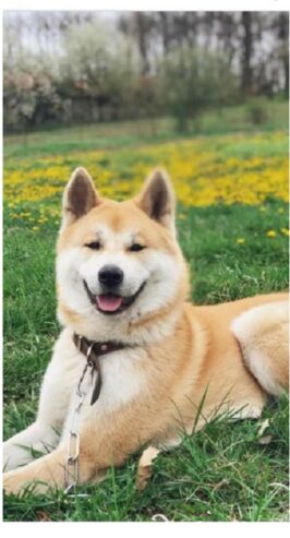 Japanska AKITA INU