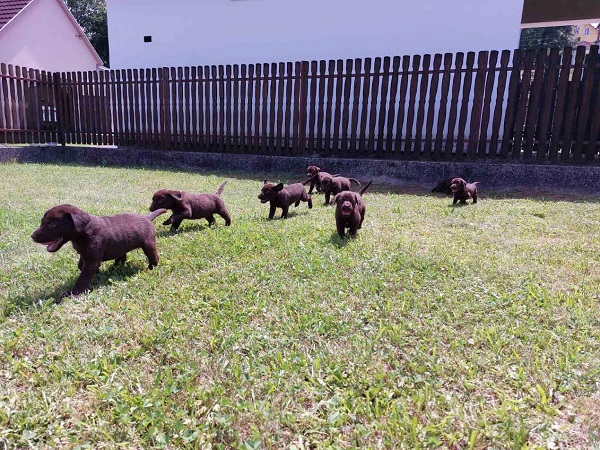 Labrador retriver, čokoladno leglo