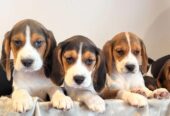 Prekrasni beagle psići