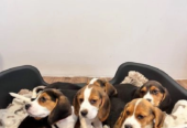 Prekrasni beagle psići