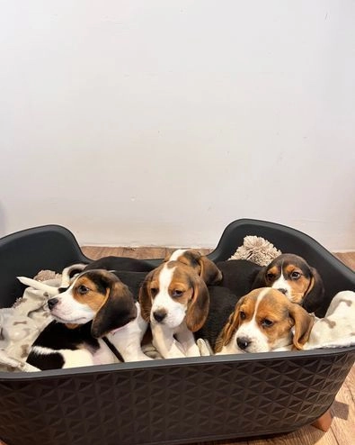 Prekrasni beagle psići