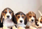 Prekrasni beagle psići